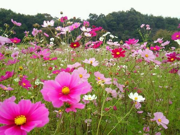 全国 フォトジェニックな姿にときめく コスモス おすすめ名所40選 Sns映え抜群 17年6月23日 エキサイトニュース