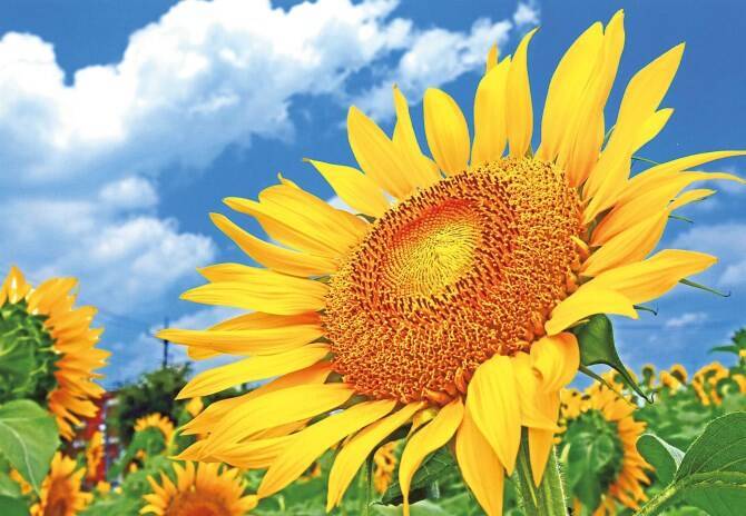 夜は花火大会も 東京でも楽しめる デートで行きたい 絶景ひまわり畑 関東 17年7月8日 エキサイトニュース