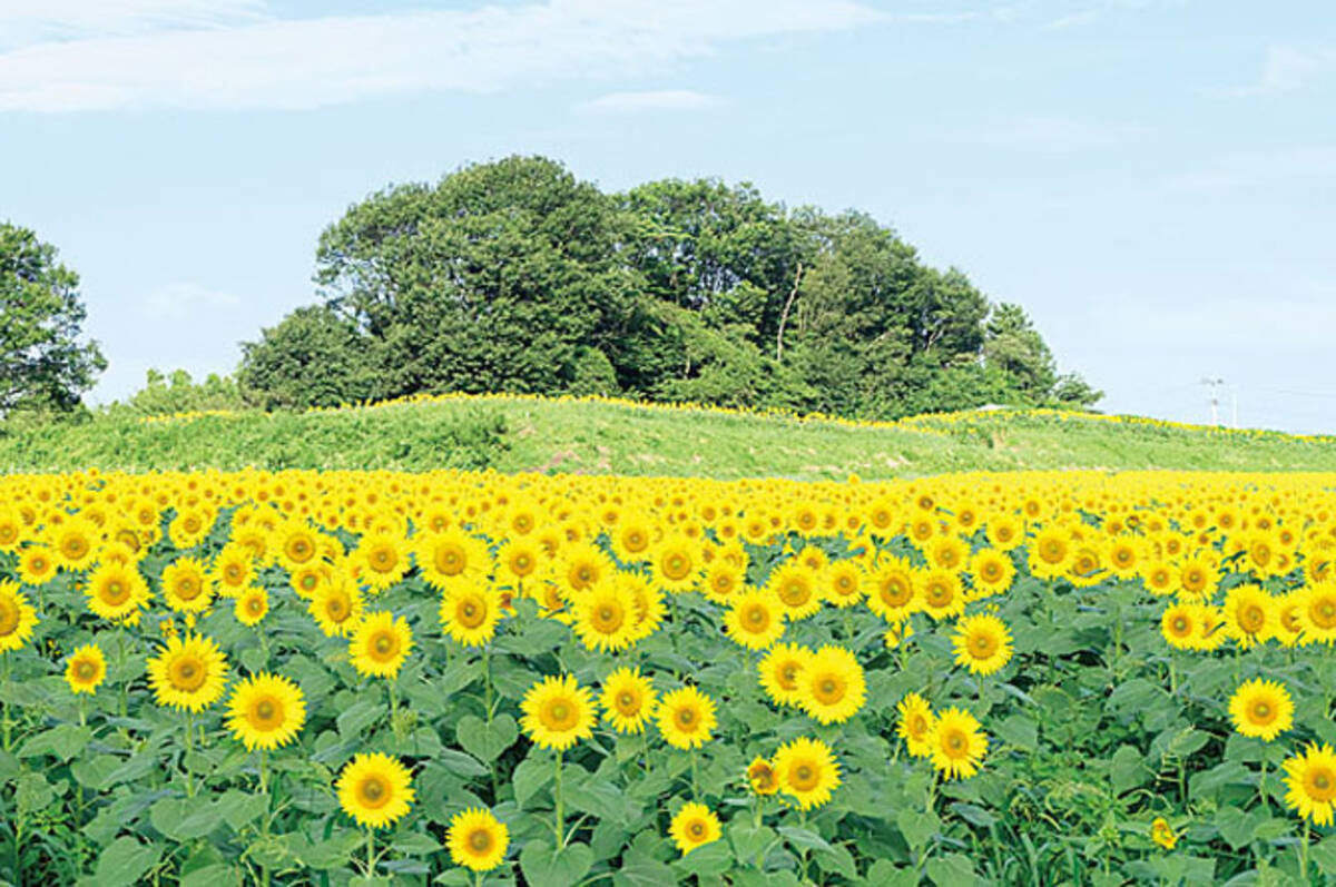 この夏行きたい 絶景ひまわり畑 8選 東北 大迷路やイベントも開催 17年7月12日 エキサイトニュース この夏行きたい 絶景ひまわり畑 8選 東北 大迷路やイベントも開催 17年7月12日 エキサイトニュース