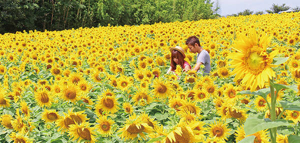 Sns映え抜群 ひまわり ラベンダー 今しか出会えない 絶景の花畑４選 東海 17年7月17日 エキサイトニュース