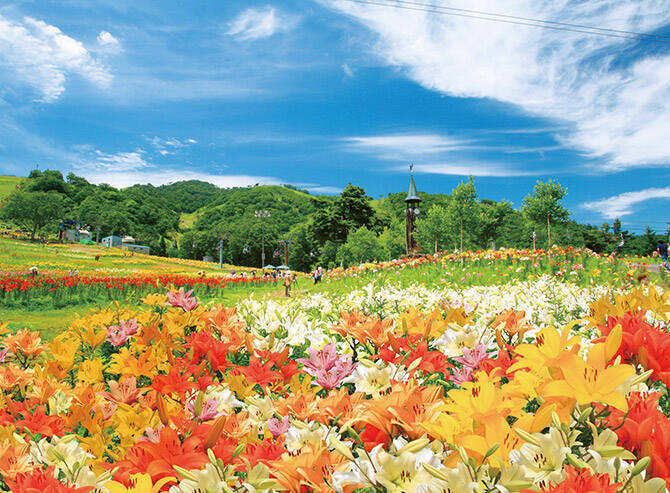 Sns映え抜群 ひまわり ラベンダー 今しか出会えない 絶景の花畑４選 東海 17年7月17日 エキサイトニュース