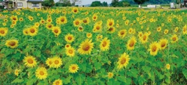 そろそろ見頃 1万本以上が咲き誇る 九州 山口の ひまわり畑 12 17 17年8月2日 エキサイトニュース そろそろ見頃 1万本以上が咲き誇る 九州 山口の ひまわり畑 12 17 17年8月2日 エキサイトニュース