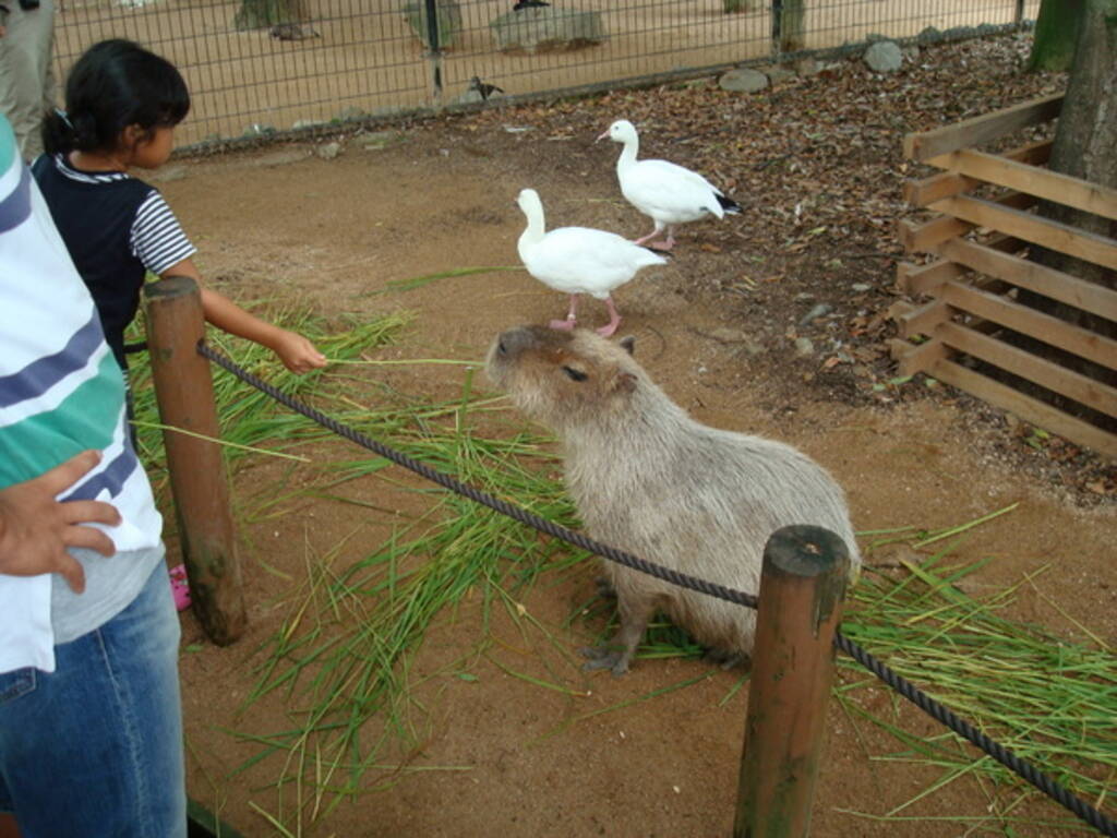 全国 動物ふれあいスポット29選 大人から子どもまで動物好き必見 17年7月23日 エキサイトニュース 15