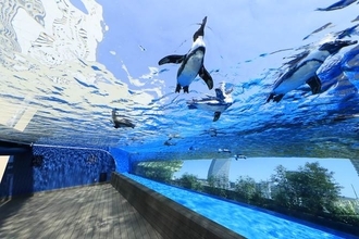 【東京近郊】デートにおすすめの水族館9選♪天空のペンギンやナイトイベントも！