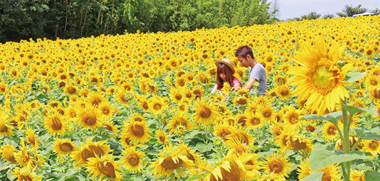 満開のひまわり畑 パワスポやパフェもお楽しみ 南知多で夏ドライブ 愛知 17年8月9日 エキサイトニュース 2 3