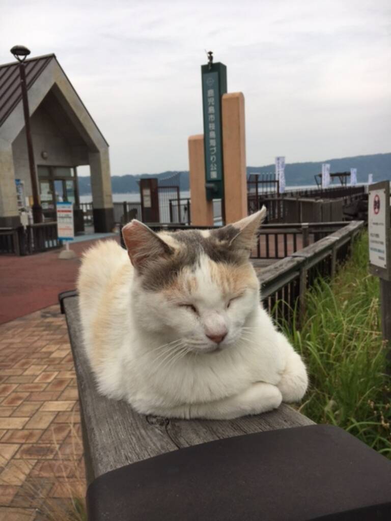 全国 猫に会える癒しの 猫島 ねこスポット 選 かわいい姿に悶絶必至 19年3月5日 エキサイトニュース 8 9