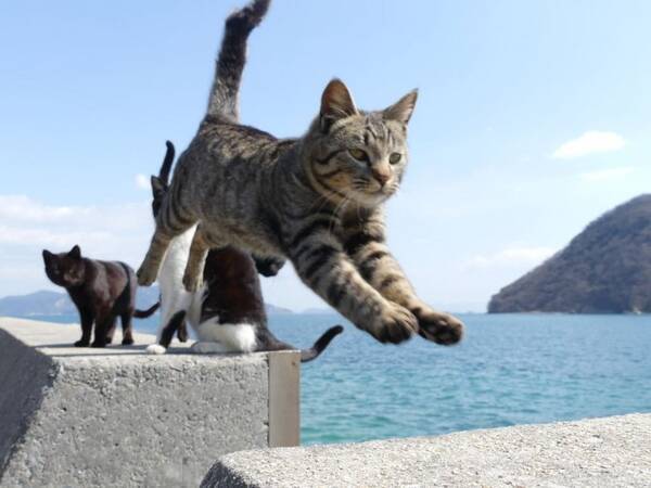 全国 猫に会える癒しの 猫島 ねこスポット 選 かわいい姿に悶絶必至 19年3月5日 エキサイトニュース
