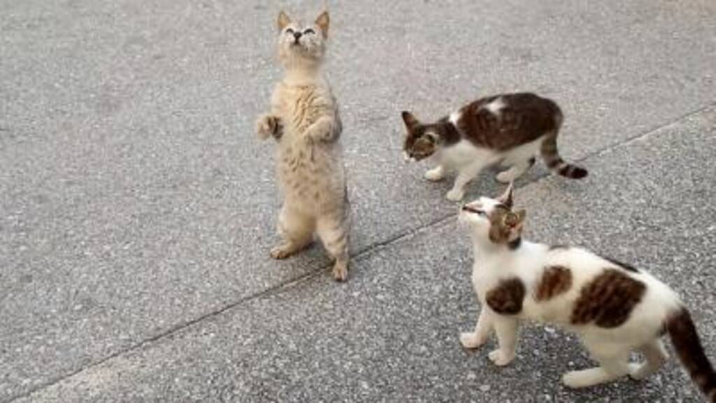 【全国】猫に会える癒しの”猫島・ねこスポット”20選！かわいい姿に悶絶必至！