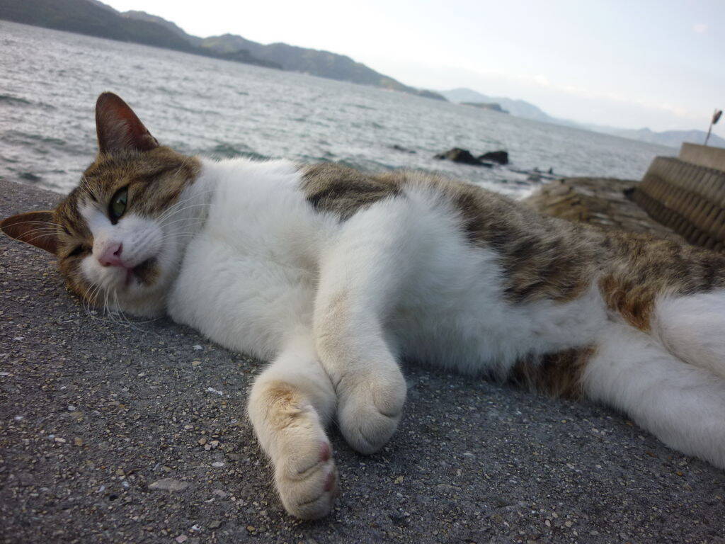 【全国】猫に会える癒しの”猫島・ねこスポット”20選！かわいい姿に悶絶必至！