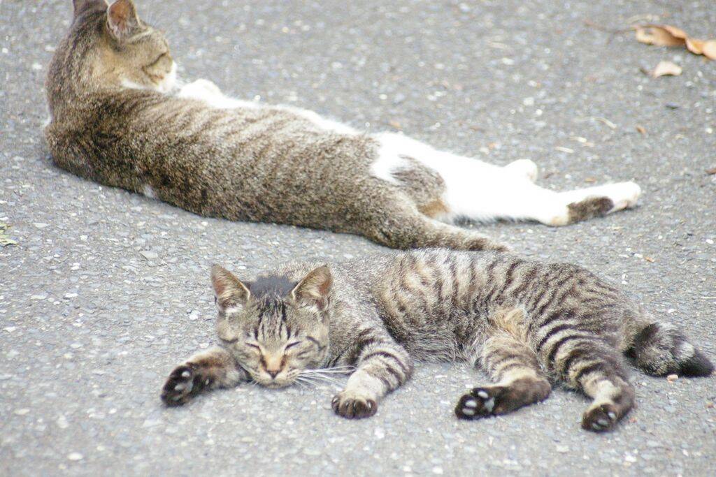 全国 猫に会える癒しの 猫島 ねこスポット 選 かわいい姿に悶絶必至 19年3月5日 エキサイトニュース