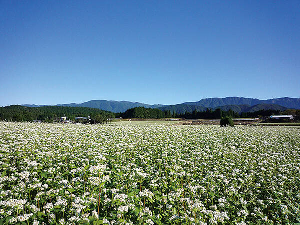 栗ひろい 花畑絶景 この秋行きたい旬のドライブコース 岐阜 17年9月11日 エキサイトニュース