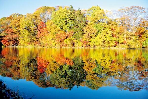 秋絶景を1 満喫 紅葉にコスモス 美しすぎる コラボ絶景10選 東日本 17年9月28日 エキサイトニュース