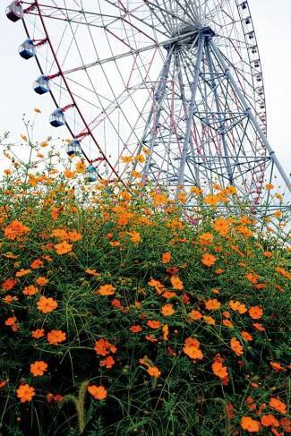 秋絶景を1 満喫 紅葉にコスモス 美しすぎる コラボ絶景10選 東日本 17年9月28日 エキサイトニュース 6 7