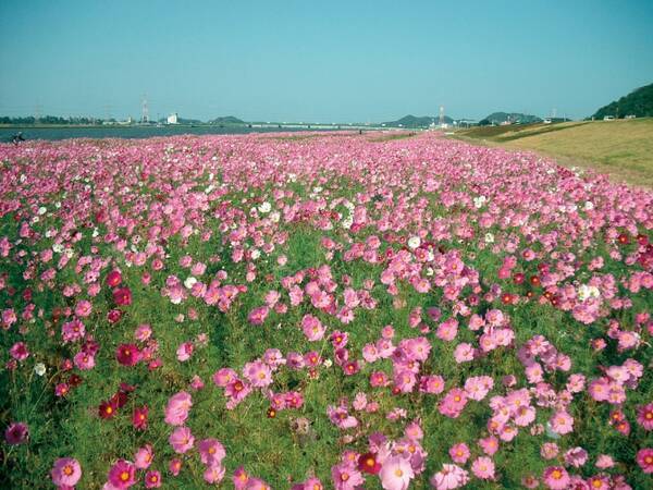 絶景 17年秋に行くべき九州のコスモス畑23選 花言葉は 乙女の真心 17年10月2日 エキサイトニュース