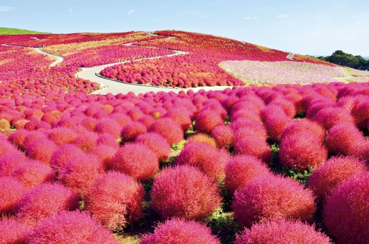 インスタ映え 秋のおすすめデートスポット 茨城 コキア紅葉も 17年10月15日 エキサイトニュース