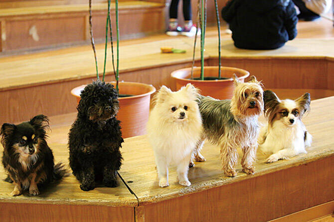 かわいい犬にさわりたい モフモフできるふれあいスポット4選 東海 17年12月16日 エキサイトニュース