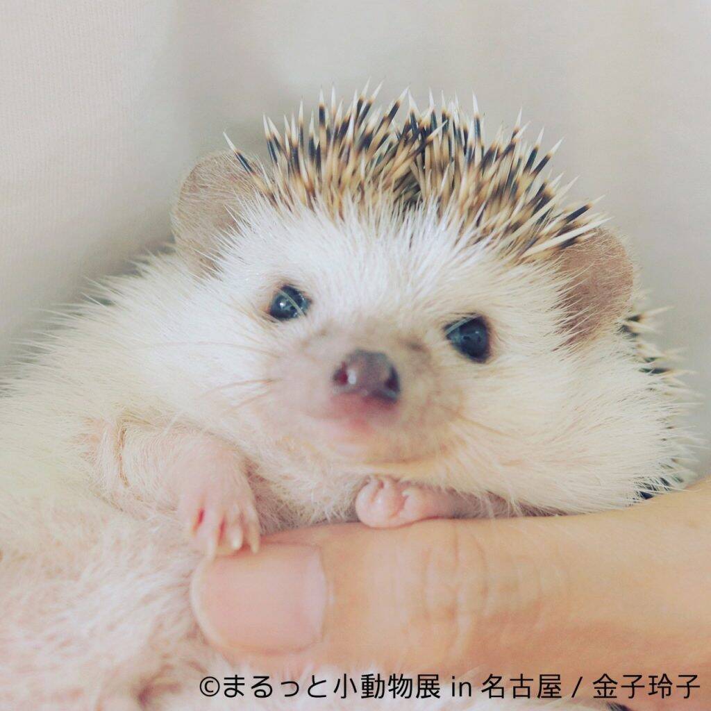 ハムスターやリスなど小動物に癒される まるっと小動物展 が名古屋で開催 18年1月9日 エキサイトニュース ハムスターやリスなど小動物に癒される まるっと小動物展 が名古屋で開催 18年1月9日 エキサイトニュース