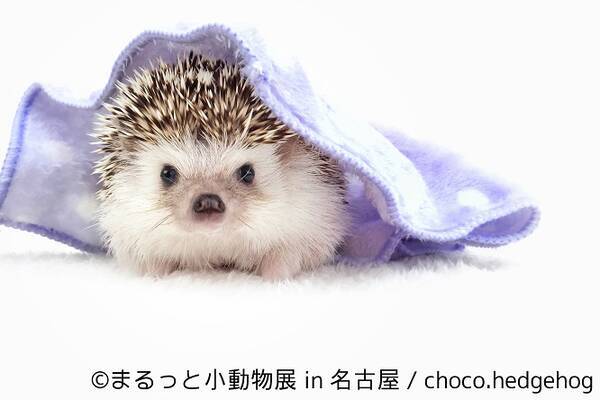 ハムスターやリスなど小動物に癒される まるっと小動物展 が名古屋で開催 18年1月9日 エキサイトニュース