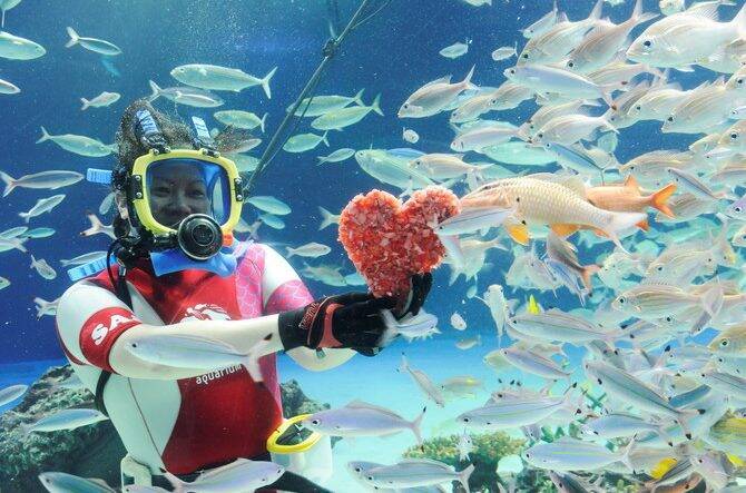 東京都内 バレンタインデートは水族館がおすすめ 可愛すぎる水族館イベント 18年1月29日 エキサイトニュース