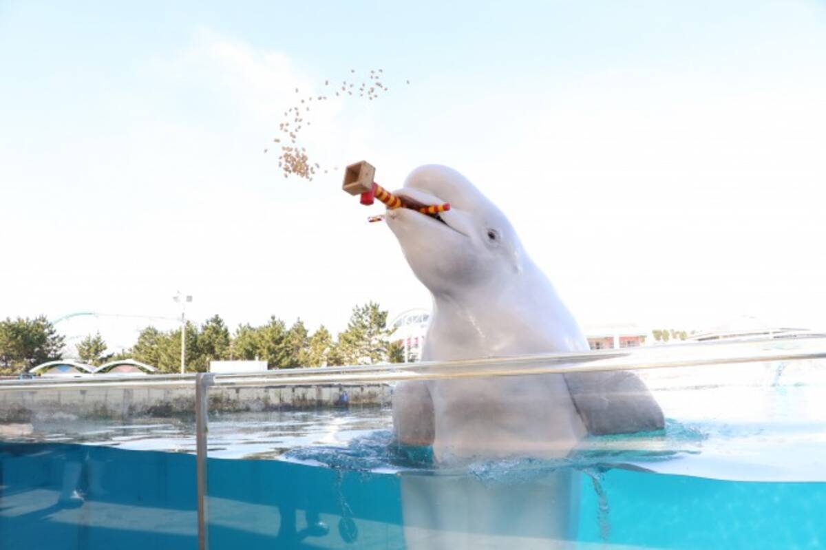 シロイルカが豆まき マゼランペンギンはアジまき シーパラの節分で福を呼ぼう 18年1月25日 エキサイトニュース