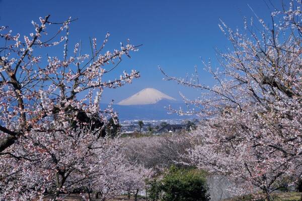 関東近郊 18年2月 3月が見頃の 花イベント 花まつり 15選 18年2月12日 エキサイトニュース