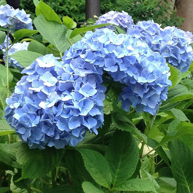 鎌倉 長谷寺のあじさい19 開花や見ごろは アクセス 混雑を避ける裏ワザも 19年5月10日 エキサイトニュース 鎌倉 長谷寺のあじさい19 開花や見ごろは アクセス 混雑を避ける裏ワザも 19年5月10日 エキサイトニュース