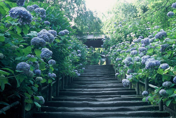 鎌倉 明月院のあじさい19 開花や見ごろはいつ アクセス 混雑を避けるコツも 19年5月10日 エキサイトニュース