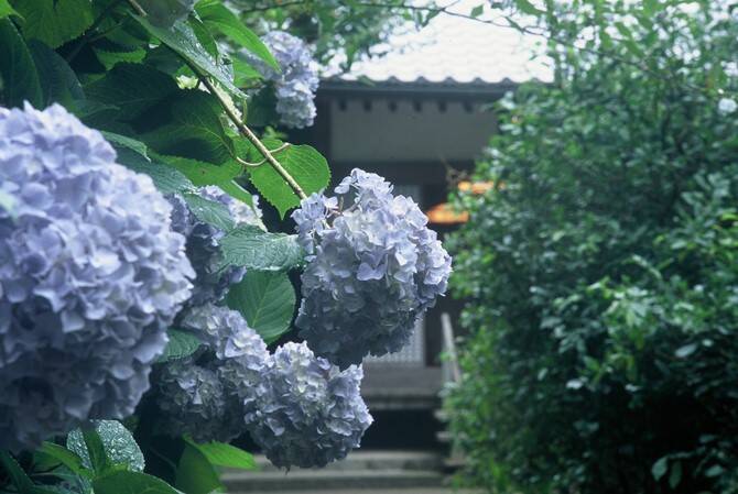 魅了 薄曇りの紫陽花 フレームなし Www Anavara Com