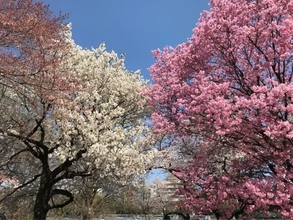 【2019】東京のおすすめ桜名所50選！お花見に出かけよう♪