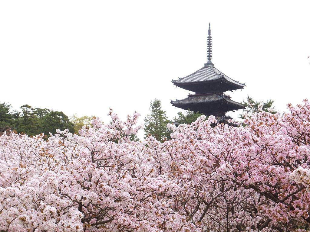 19 京都で桜が楽しめるスポット選 お花見に出かけよう 19年1月26日 エキサイトニュース