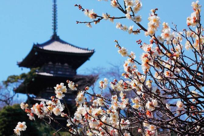 関東近郊 19年2月 3月が見頃の 花イベント 花まつり 11選 19年2月10日 エキサイトニュース