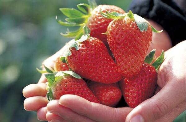 関東近郊 春はいちご狩りデートが楽しい 日帰りドライブコースおすすめ10選 19年2月21日 エキサイトニュース