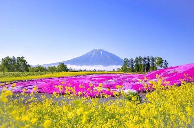 全国 芝桜の名所26選 一面ピンクの花の絨毯が絶景すぎる 19年2月5日 エキサイトニュース