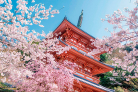 【2019】九州の「絶景桜」55選！名所から花見におすすめの穴場まで！見頃情報も