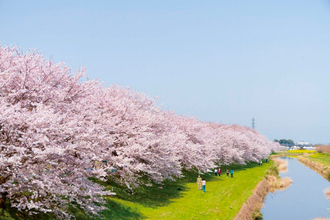 息をのむ美しさ！九州の桜並木・桜トンネルスポット12選【2019】