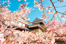 【2019】関東近郊の「桜絶景」17選！名所から穴場、開花時期・見頃・混雑情報も