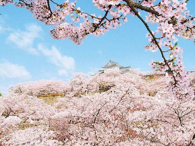 19 中国 四国 桜絶景 おすすめ23選 名所から穴場 開花時期 見頃 混雑情報も 19年3月10日 エキサイトニュース