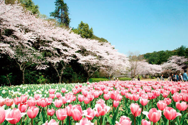 関東近郊 感動の 花絶景 スポット26選 圧巻の桜並木トンネルも 19 19年3月11日 エキサイトニュース