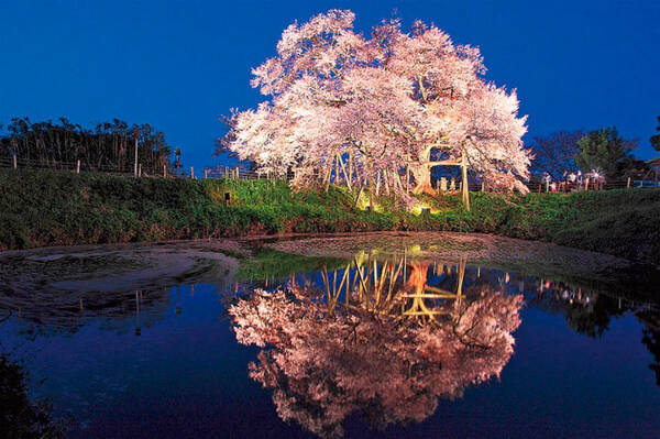水面に映る 夜桜 ライトアップが幻想的 九州の絶景桜スポット5選 19年3月11日 エキサイトニュース