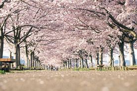 【関西】2019年桜まつり＆花見イベント18選！おすすめの桜名所、見頃情報も