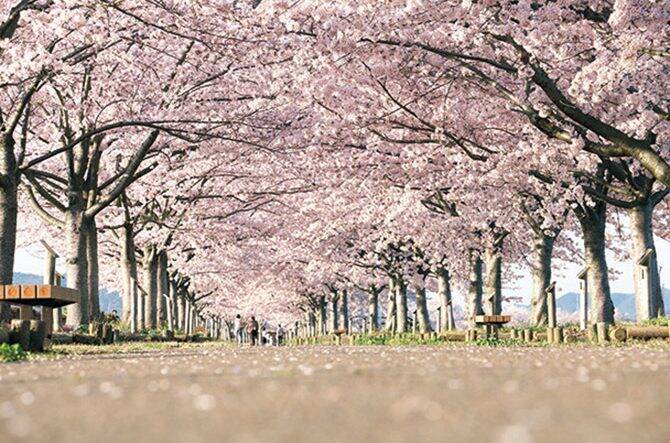 関西 19年桜まつり 花見イベント18選 おすすめの桜名所 見頃情報も 19年3月14日 エキサイトニュース