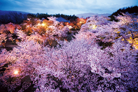 【2019】関西の夜桜スポット6選！ライトアップされた桜の下で花見を楽しもう