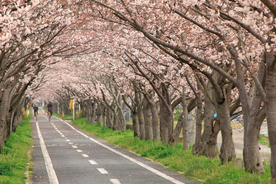 【2019】サイクリングにおすすめの桜並木9選！全長5kmの絶景桜トンネルも！【九州】