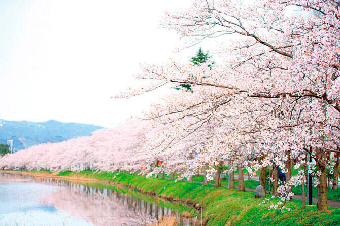 関東近郊 夜桜が楽しめる ライトアップお花見スポット33選 19 19年3月15日 エキサイトニュース
