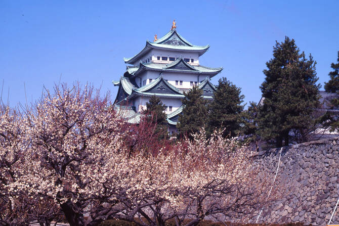 名古屋城 犬山城 城と桜 の最強コンビ6選 城下町グルメ情報も 東海 19年3月16日 エキサイトニュース