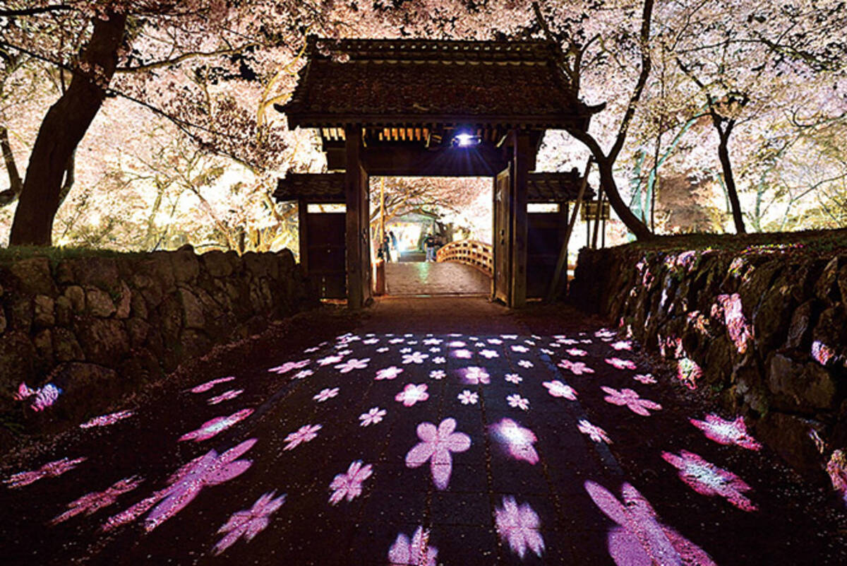 名古屋城 犬山城 城と桜 の最強コンビ6選 城下町グルメ情報も 東海 19年3月16日 エキサイトニュース