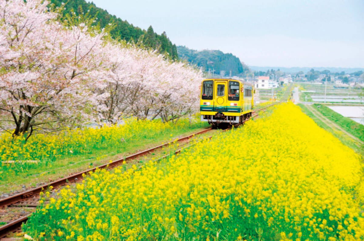 いすみ鉄道沿線の 桜 菜の花 情報19 ムーミン列車でお花見しよう 千葉 19年3月16日 エキサイトニュース