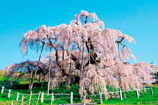 全国 しだれ桜 15選 一度はお花見したい名所の絶景も 19見頃 開花時期 19年3月25日 エキサイトニュース