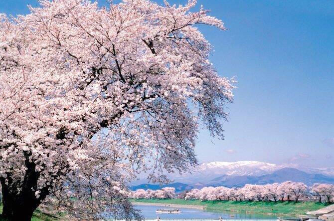 白石川堤一目千本桜 と 船岡城址公園 花見名所をはしご 見頃も 宮城 19 19年4月2日 エキサイトニュース