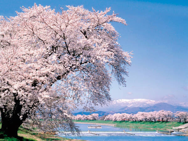 白石川堤一目千本桜 と 船岡城址公園 花見名所をはしご 見頃も 宮城 19 19年4月2日 エキサイトニュース